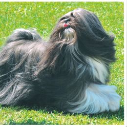 Lhasa Apso All Grown Up from Cassandra de la Rosa