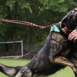 German Shepherds from Blumenhaus German Shepherd Dogs