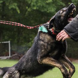 German Shepherds from Blumenhaus German Shepherd Dogs