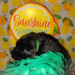 Green collar - Black male Labrador Retriever puppy in Holyoke, Massachusetts from Urban Oak Labradors LLC