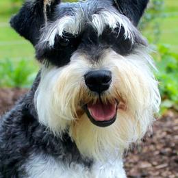 Doc - Miniature Schnauzer