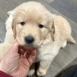 Clarice - Light golden female Golden Retriever puppy in Seville, Ohio from Retriever Ranch