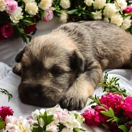 Labradoodle, Miniature Schnauzer, and Poodle Puppies from Orange Blossom Kennel