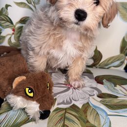Luffy (Loofie) - Apricot male Maltipoo puppy in West Jordan, Utah from Mid Sized Maltipoos and More LLC