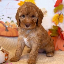 Toffee - Apricot female Goldendoodle puppy in Caldwell, Idaho from Leila Pearson
