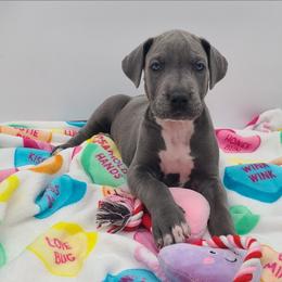 Mocha - Blue female Great Dane puppy in Kannapolis, North Carolina from Carolina Great Danes & Toy Poodles
