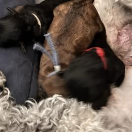 Poodle puppies from Plush Toy Poodle Puppies & Pals