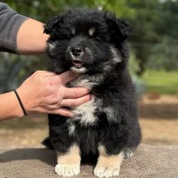 Pink Girl - Black female Finnish Lapphund puppy in Redding, California from AlpenGlō Kennels