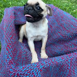 Sunny - Fawn female Pug puppy in Olean, New York from Enchanted Puppies