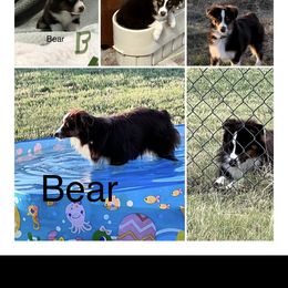 Miniature Australian Shepherd All Grown Up from ST Forest Aussies