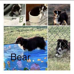 Miniature Australian Shepherd All Grown Up from ST Forest Aussies