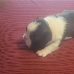 Boston Terrier Puppies from Furhill's Boston Terriers