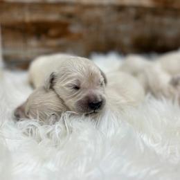 Waffles - Light golden female Golden Retriever puppy in Oak Hill, Florida from Swingin T Ranch LLC