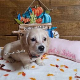 Cream pie - Cream female Dachshund puppy in Webb, Alabama from Bryant's Babies
