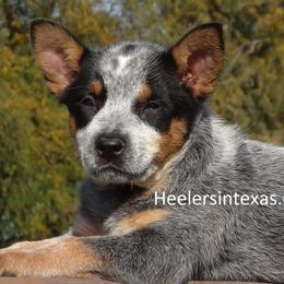 Australian Cattle Dog and Pembroke Welsh Corgi Puppies from Heelers in Texas