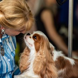 Cavalier King Charles Spaniels from Evera True Spaniels by Michele True