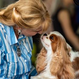 Cavalier King Charles Spaniels from Evera True Spaniels by Michele True