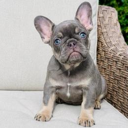 Steele - Tricolors male French Bulldog puppy in Renton, Washington from Laurel Canyon Kennels