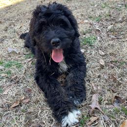 Tatiana - Black and white Assorted Doodle Crosses puppy in Rocky Point, North Carolina from CelticDoods