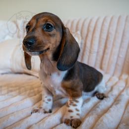 Beets - Piebald male Dachshund puppy in Temecula, California from Naomi Magee's Dachshund Kennel