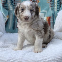 "Brown Merle with blue eyes and tons of beautiful wife" Aussiedoodle Puppies from Super Z Aussiedoodles