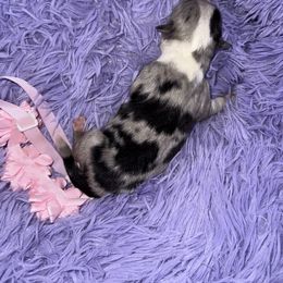 Blue merle female 1 - Blue merle female Miniature Australian Shepherd puppy in Graham, North Carolina from Thompson Farm Mini Aussies