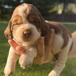 Petal - Tri-Roan female English Springer Spaniel puppy in Stephens City, Virginia from Legendary Springers