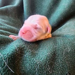 Yellow - Golden female Golden Retriever puppy in Lucasville, Ohio from Halo Kennels