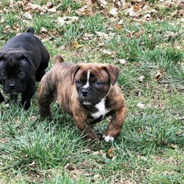 Olde English Bulldogge Puppies from ABK BULLDOGGES
