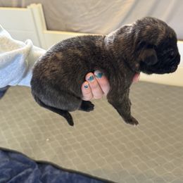 Mastiff Puppies from 4Arrows Mastiffs