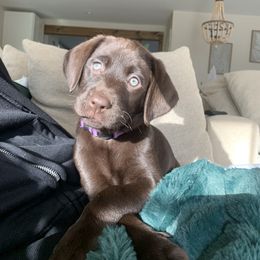 Dilute Retriever Puppies from South Shore Labradors