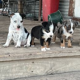 Australian Cattle Dog, Australian Shepherd, Companion Cross, and Miniature Australian Shepherd Puppies from MK Aussies