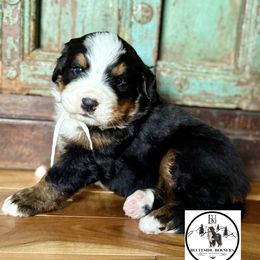 Mr. Birch - Black rust and white male Bernese Mountain Dog puppy in Altura, Minnesota from Bluffside Berners