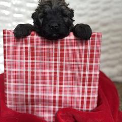 Frost (Gray) - Brindle male Bouvier des Flandres puppy in Ashtabula, Ohio from Beulah Bouviers and Havanese