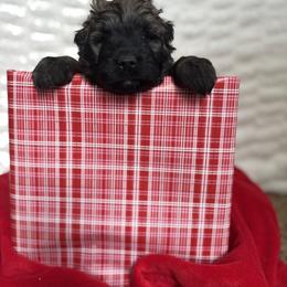 Frost (Gray) - Brindle male Bouvier des Flandres puppy in Ashtabula, Ohio from Beulah Bouviers and Havanese