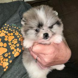 Now taking Deposits Holly - Blue merle female Pomeranian puppy in Zavalla, Texas from Precious Puff Poms