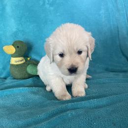 Peyton - Light golden male Golden Retriever puppy in Ennis, Texas from Amberidge Golden Retrievers