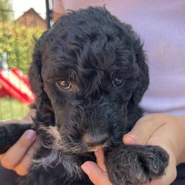Brown - Black female Goldendoodle puppy in Fairfield, California from Twin Sisters Doodles