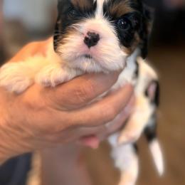 Girl 2 - Tri-color female Cavalier King Charles Spaniel puppy in Kalama, Washington from Beautiful Cavaliers