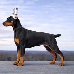 Black-girl - Black and rust female Doberman Pinscher puppy in Columbia, Maryland from Storm Cloud Doberman