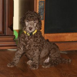 Poodle Puppies from RK'S Pets