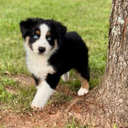 Mocha - Black tri-color male Australian Shepherd puppy in Beaverdam, Virginia from Cimmarun Farm Aussies