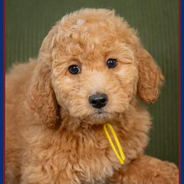 Flower - Red  female Goldendoodle puppy in Connersville, Indiana from Deaz Doodle Ranch