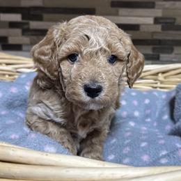 Cooper - Red  male Poodle puppy in Akeley, Minnesota from Blessed Acres Miniature Poodles
