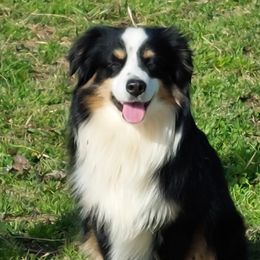 Hondo - Miniature Australian Shepherd
