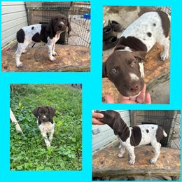 Light Blue Boy - Liver and white German Shorthaired Pointer puppy in Export, Pennsylvania from Pisone Pointer's