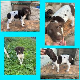 Light Blue Boy - Liver and white German Shorthaired Pointer puppy in Export, Pennsylvania from Pisone Pointer's