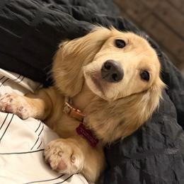 Peach - Dachshund