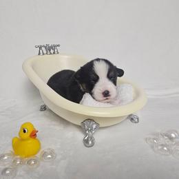 Lady (docked tail) - Black and tan female Pembroke Welsh Corgi puppy in Deming, New Mexico from Dragon Ridge Corgis