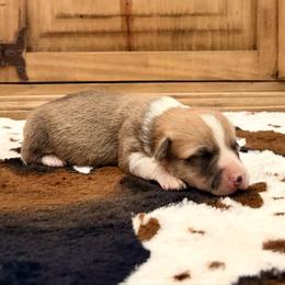 Boy 2 - Red male Pembroke Welsh Corgi puppy in Johnson City, Texas from McCall Creek Corgis